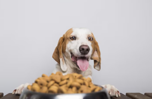 Dry Dog Food Lebanon: Complete Guide to Kibble Nutrition