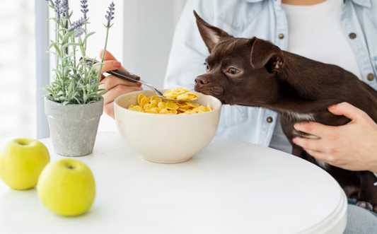 Pet Nutrition Guide Lebanon: Complete Feeding Tips for Dogs, Cats & Birds
