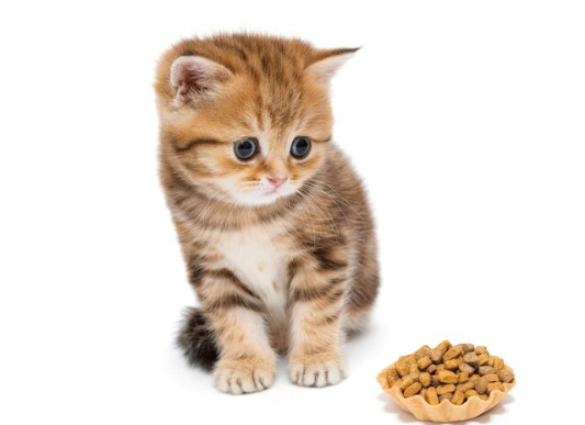 Complete Kitten Food Guide Lebanon: Nutrition for Growing Cats