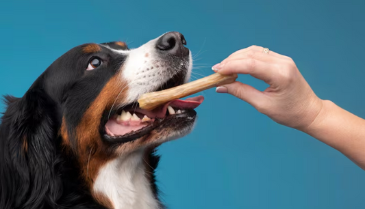 Best Dog Treats Lebanon: Healthy Rewards for Your Furry Friend