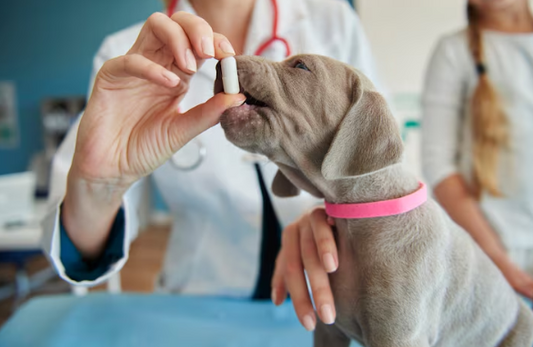 Pet Health Tips Lebanon: Essential Care Guide for Dogs, Cats & Birds
