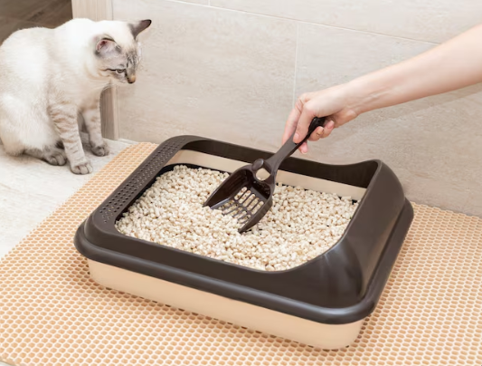 Cat Litter Delivery Lebanon: Convenience at Your Doorstep