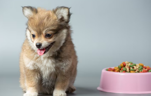 Complete Puppy Food Guide Lebanon: Nutrition for Growing Dogs