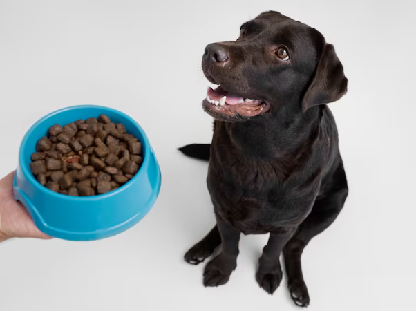Senior Dog Food Lebanon: Nutrition for Aging Dogs