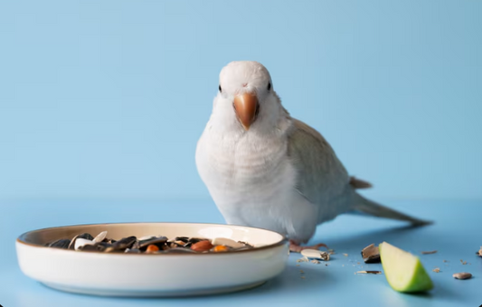 Bird Food Lebanon: Fresh Nutrition for Parrots and Canaries